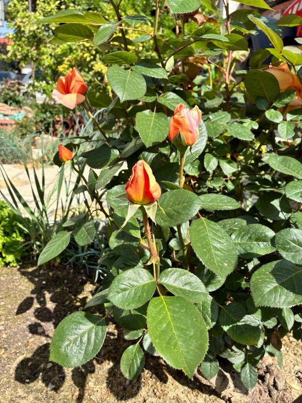 Behice Bilgiç ürün değerlendirmesi