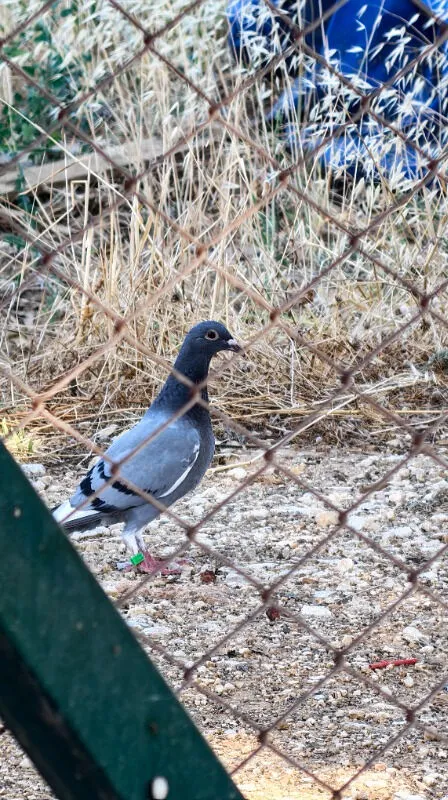 Cihan Sönmezer ürün değerlendirmesi